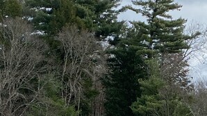 A cabin by a lake surrounded by trees. - Lakefront Catskills Lodge (Monticello)