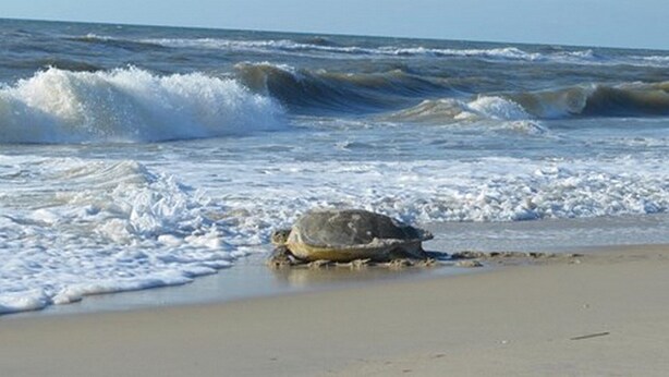 Une tortue sur une plage de sable, avec des vagues en arrière-plan.