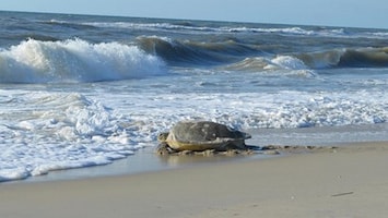 OBX Sea Turtle heading back into the ocean after nesting 2019.