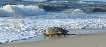 Only 2 min. Walk to Beach! Private Salt-Water Pool, Hot Tub, Backyard Pond.