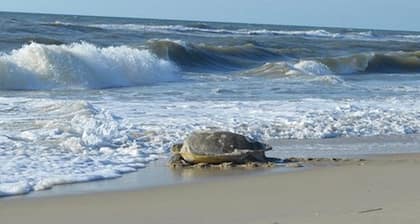 Only 2 min. Walk to Beach! Private Salt-Water Pool, Hot Tub, Backyard Pond.