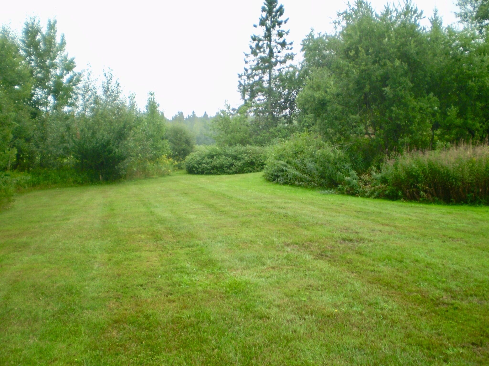 Un campo cubierto de hierba con árboles y arbustos frondosos al fondo.