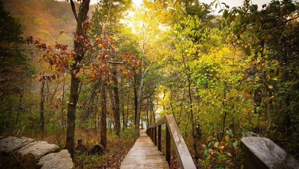 Un paseo marítimo de madera que atraviesa un bosque con follaje otoñal.
