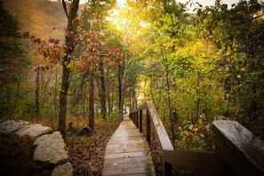 Ein hölzerner Steg führt durch einen Wald mit Herbstlaub.