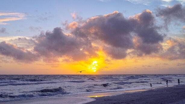 Escena de playa con olas, un atardecer y un ave volando.