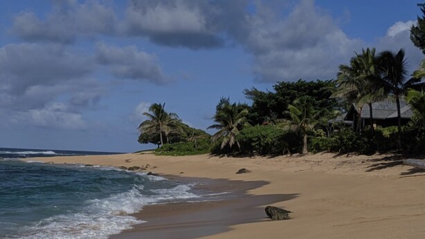 A beach with clear skies, palm trees, and a calm sea.