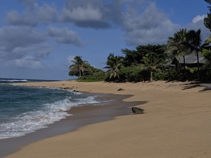 A beach with clear skies, palm trees, and a calm sea.