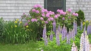 Un jardin avec différentes sortes de fleurs et de plantes devant une maison qui a une fenêtre et une porte.