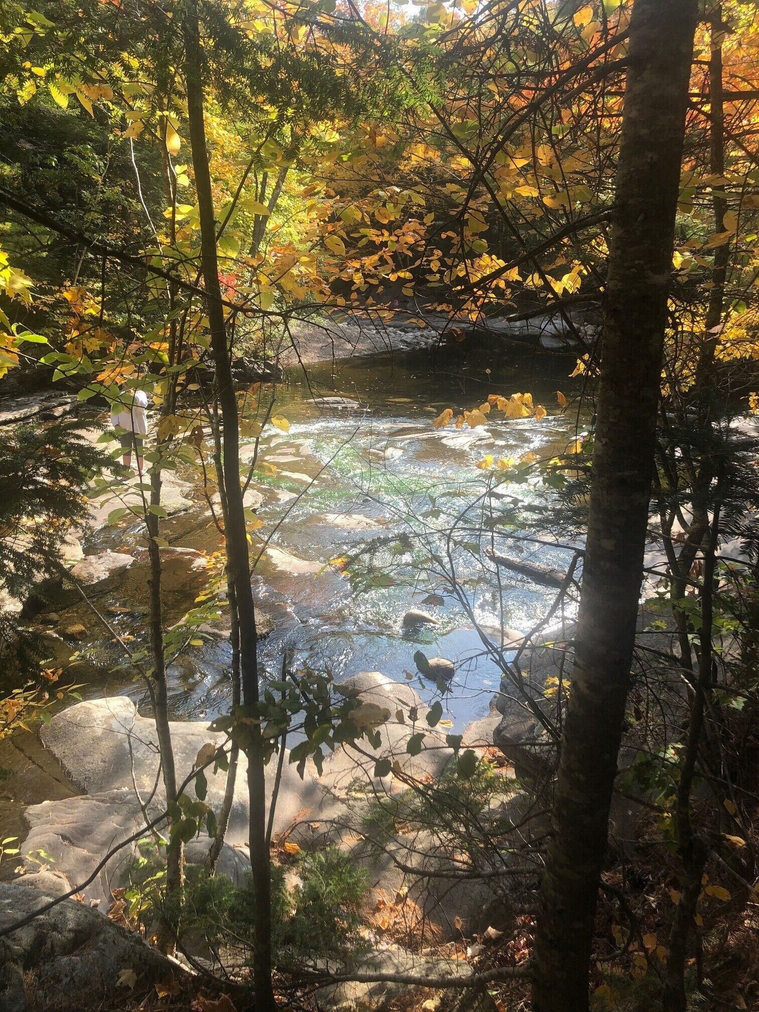 Ein bewaldetes Gebiet mit einem Bach und Felsen.