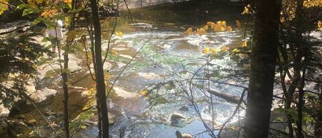 Ein bewaldetes Gebiet mit einem Bach und Felsen.