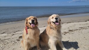 Two golden retrievers sitting on a sandy beach with a calm sea and clear sky in the background. - Heated Pool + Hot Tub | Fenced Yard | Walk to Delaware Bay | Tides Away (Villas)