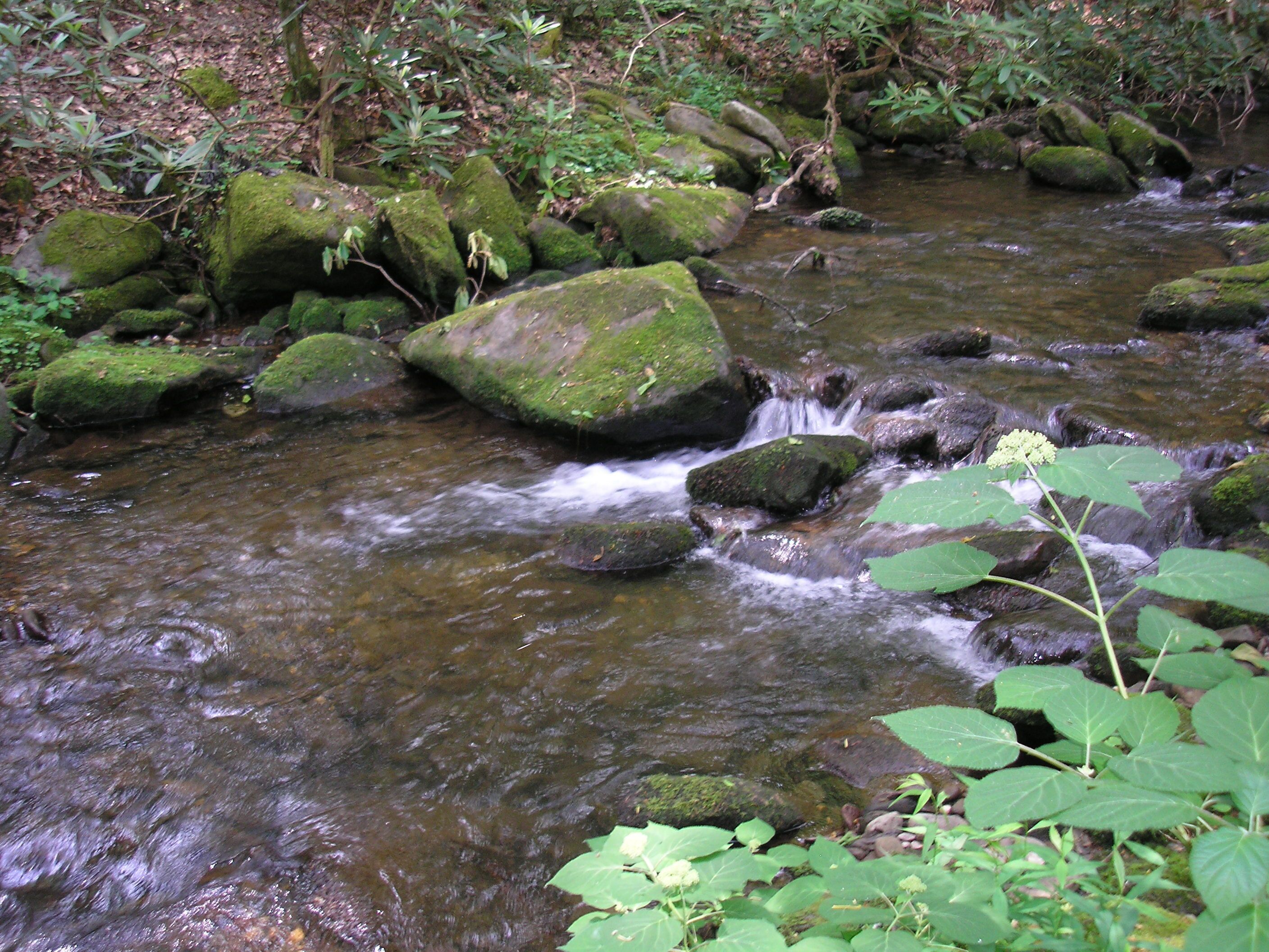 Un ruisseau qui serpente sur des rochers couverts de mousse, entouré de verdure.