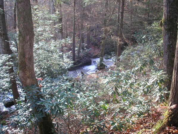 A dense forest with a stream running through it. - 2BR cabin on Lg Mt creek in the heart of the Great Smoky Mountains National Park (cosby)