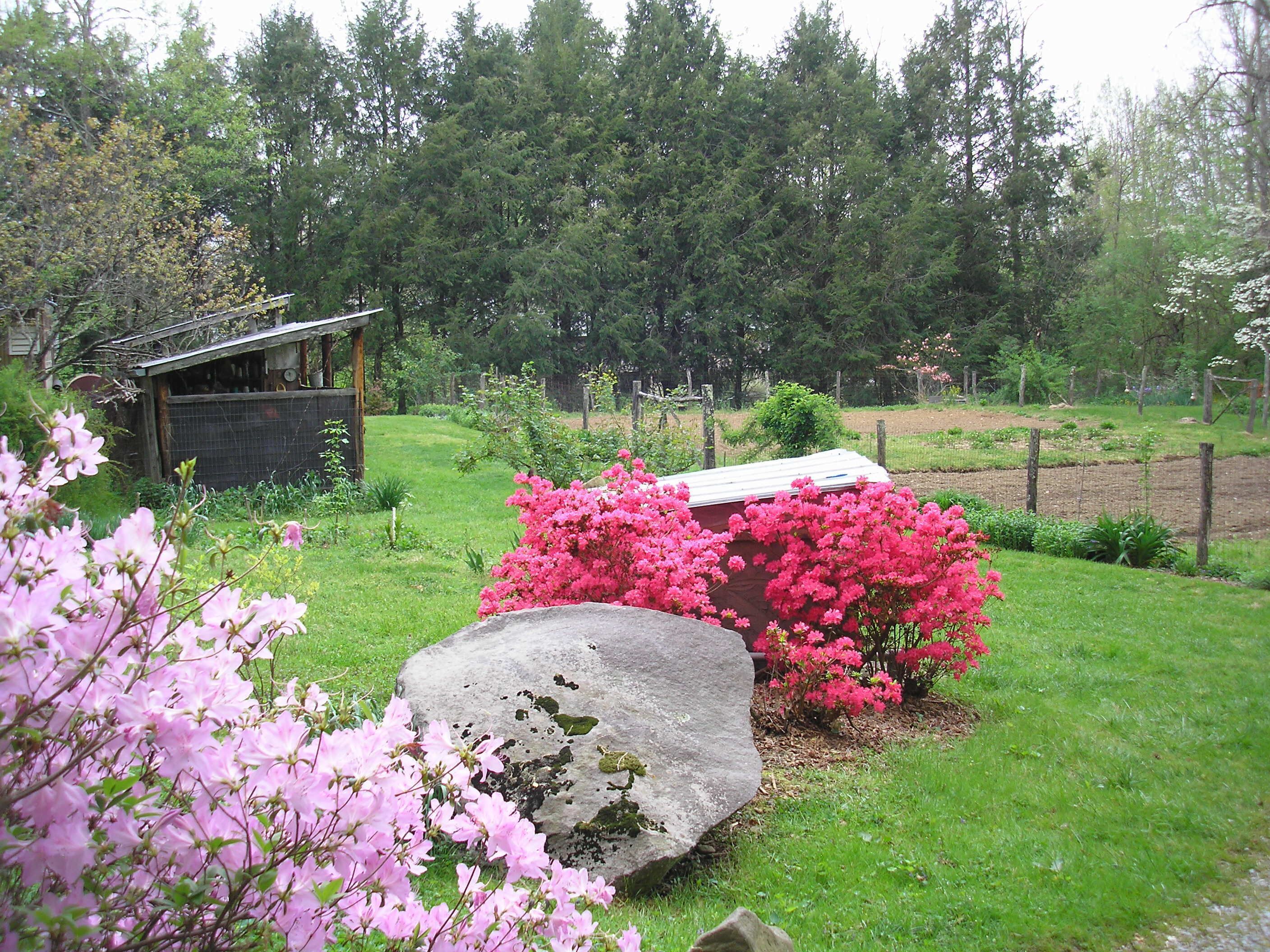 Een tuin met een grote rots, roze bloemen en een houten constructie.
