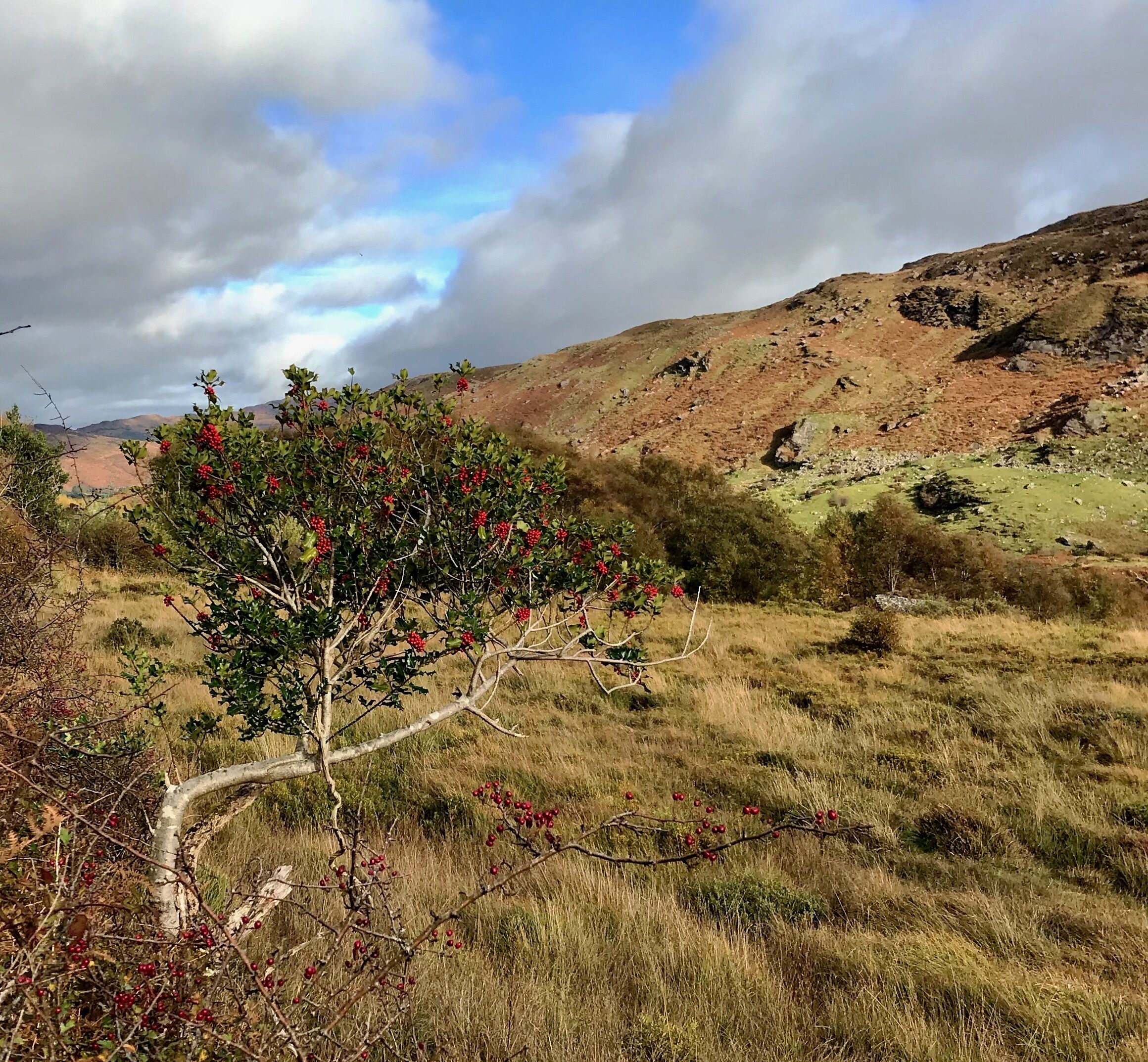 A landscape with a prominent tree in the foreground, a grassy field, and a hill in the background.