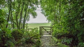 Un sendero conduce a una puerta rodeada de abundante vegetación y helechos.