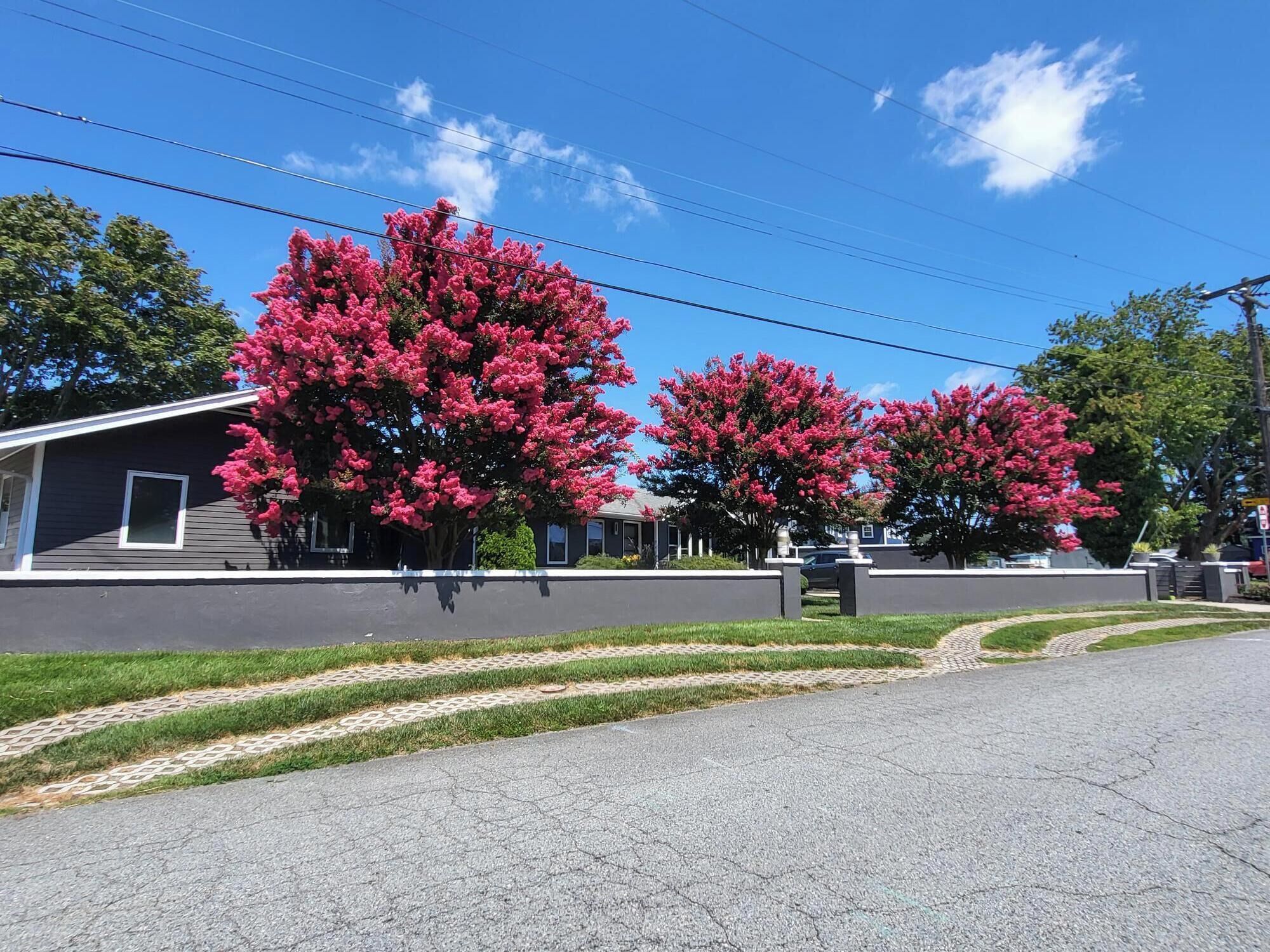 A residential street with houses, a paved road, and pink flowering trees.