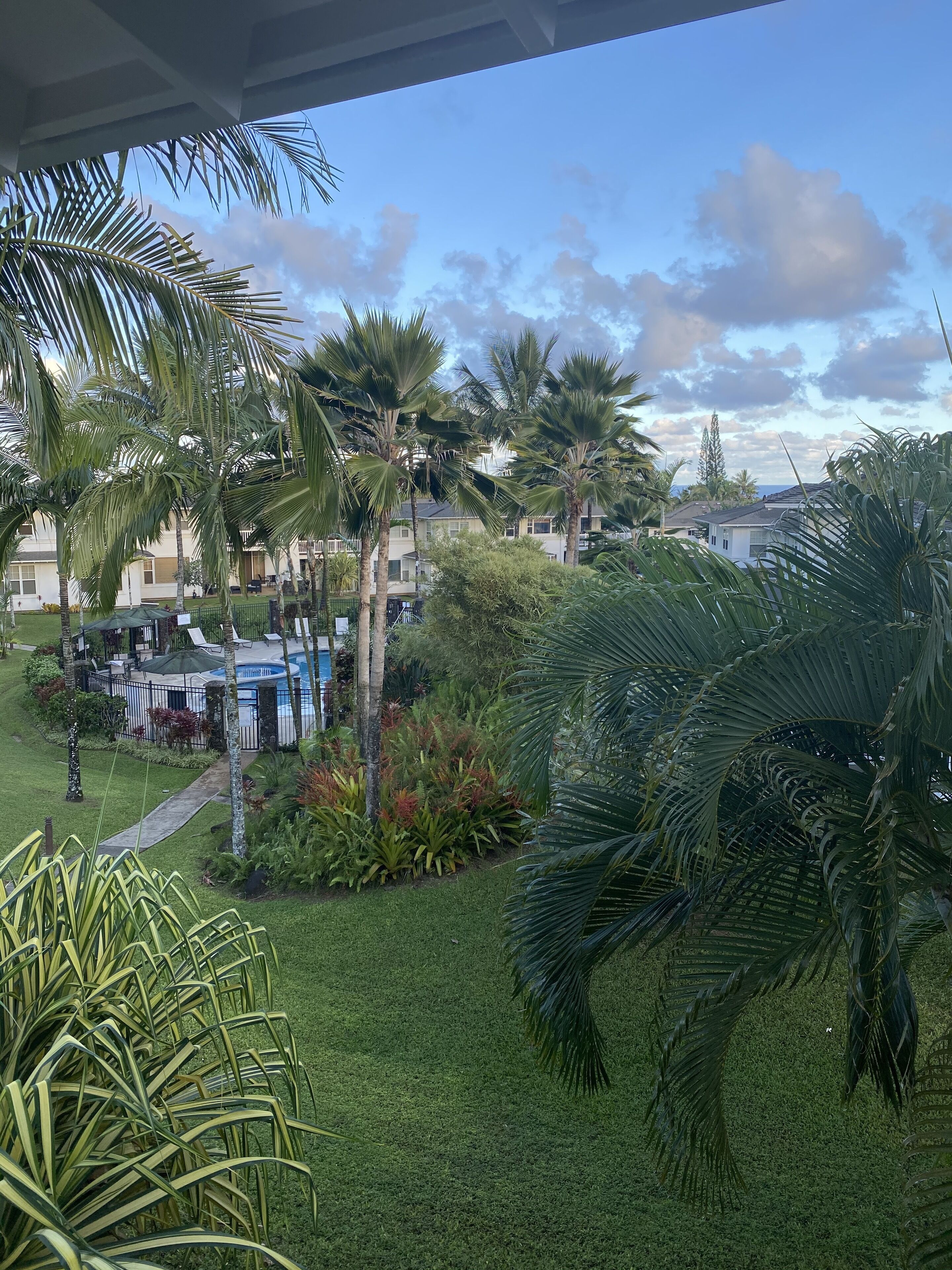 A lush garden with palm trees and a swimming pool area.