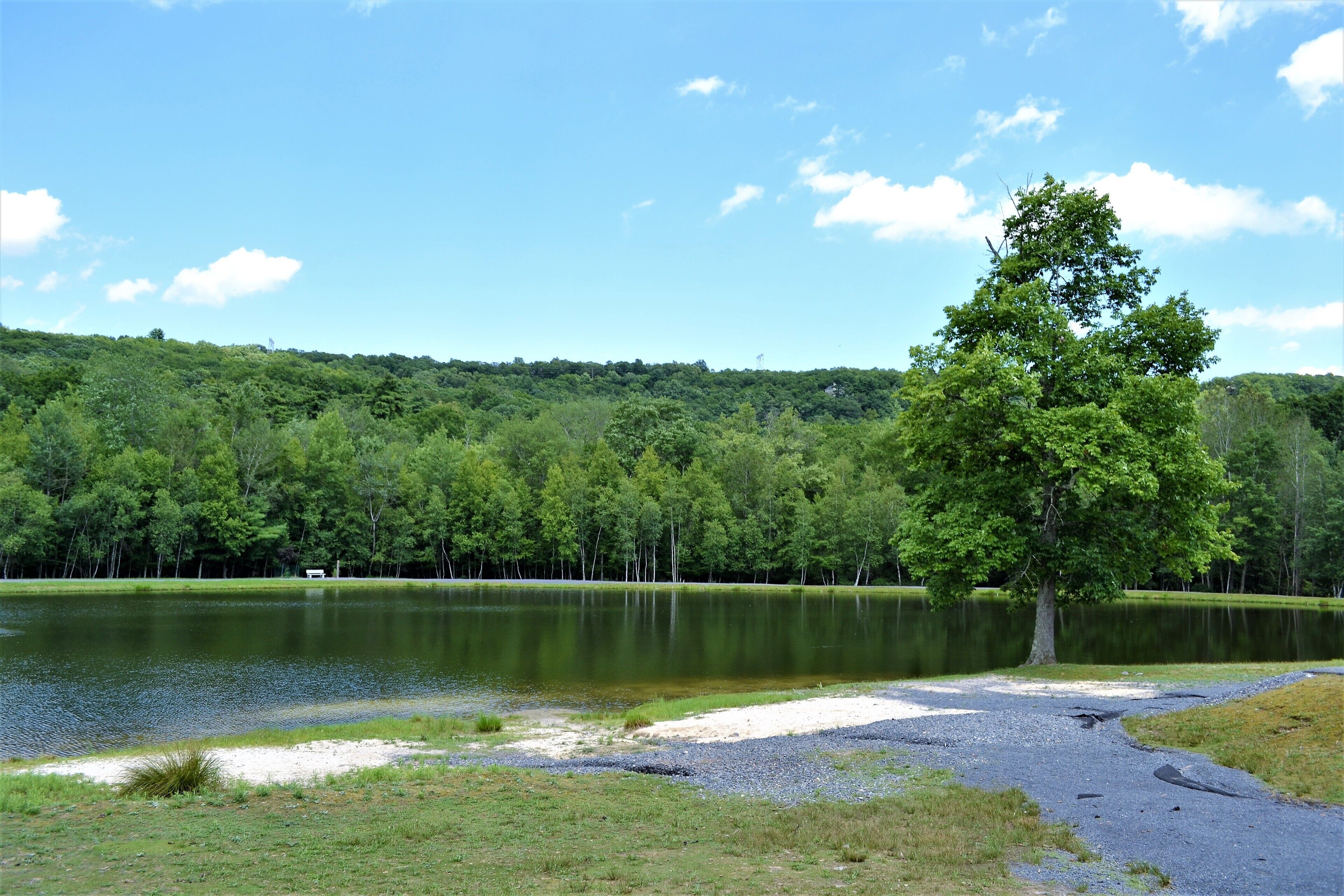 A serene lakeside view with a gravel path leading to a bench.
