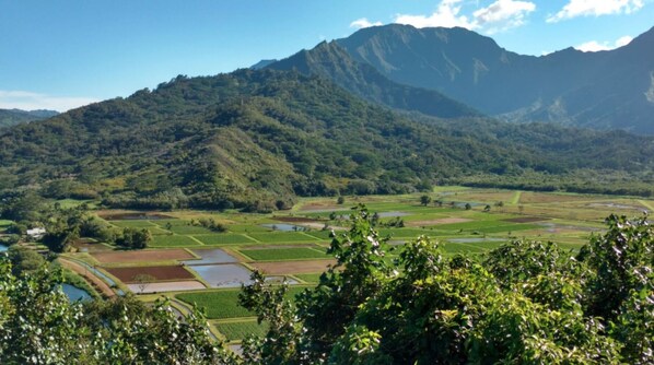 A landscape with terraced fields and a mountain in the background.