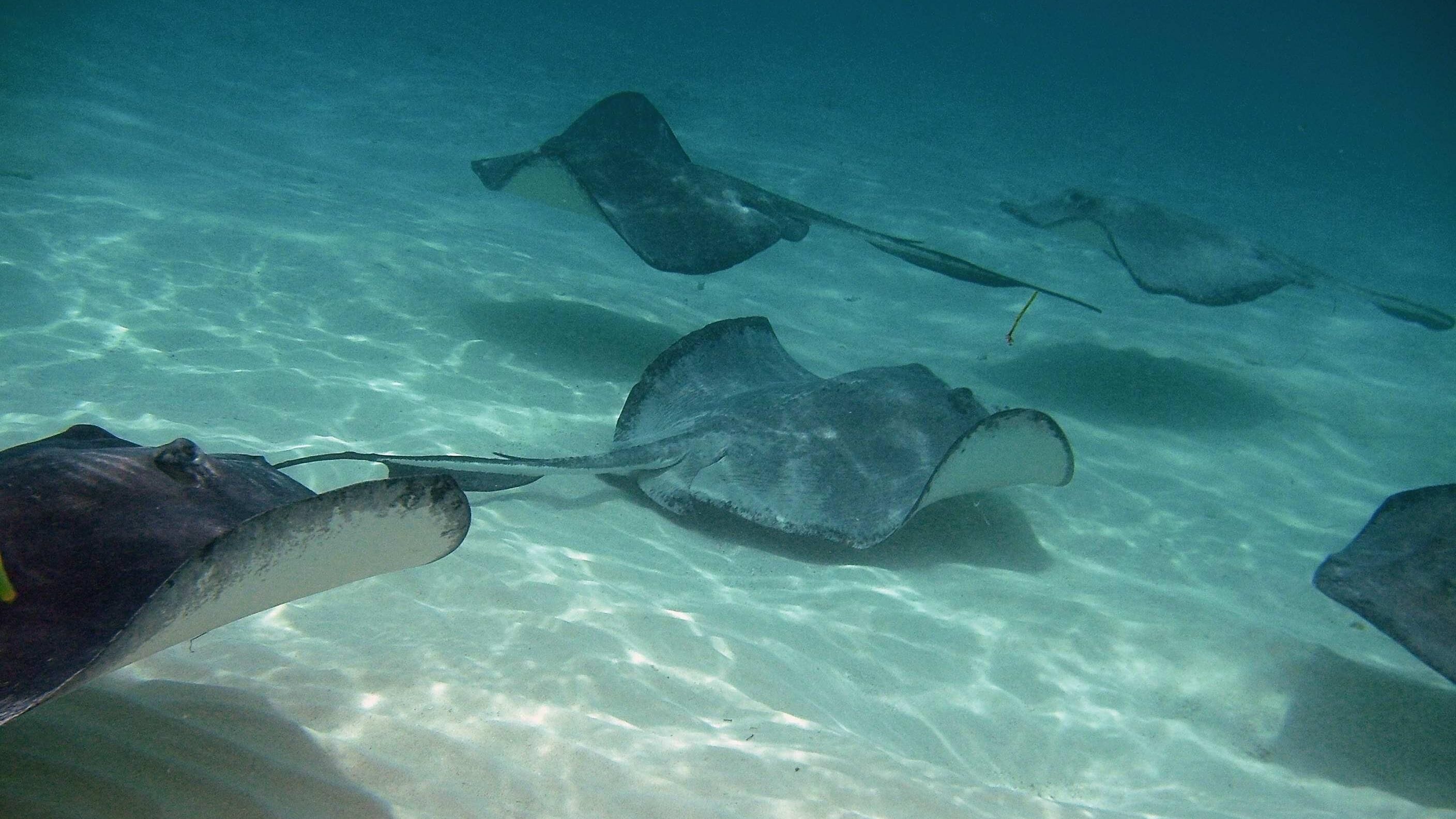 A clear underwater view of stingrays swimming in shallow, clear water.