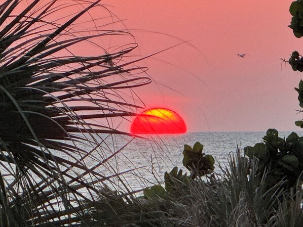 A sunset over the ocean with a clear sky, surrounded by vegetation. - Best Sunsets on the Beach! 3/3 between Clearwater & St. Pete, Anglers Cove # 107 (Redington Shores)