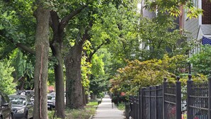 A tree-lined sidewalk with parked cars and a black metal fence on one side.