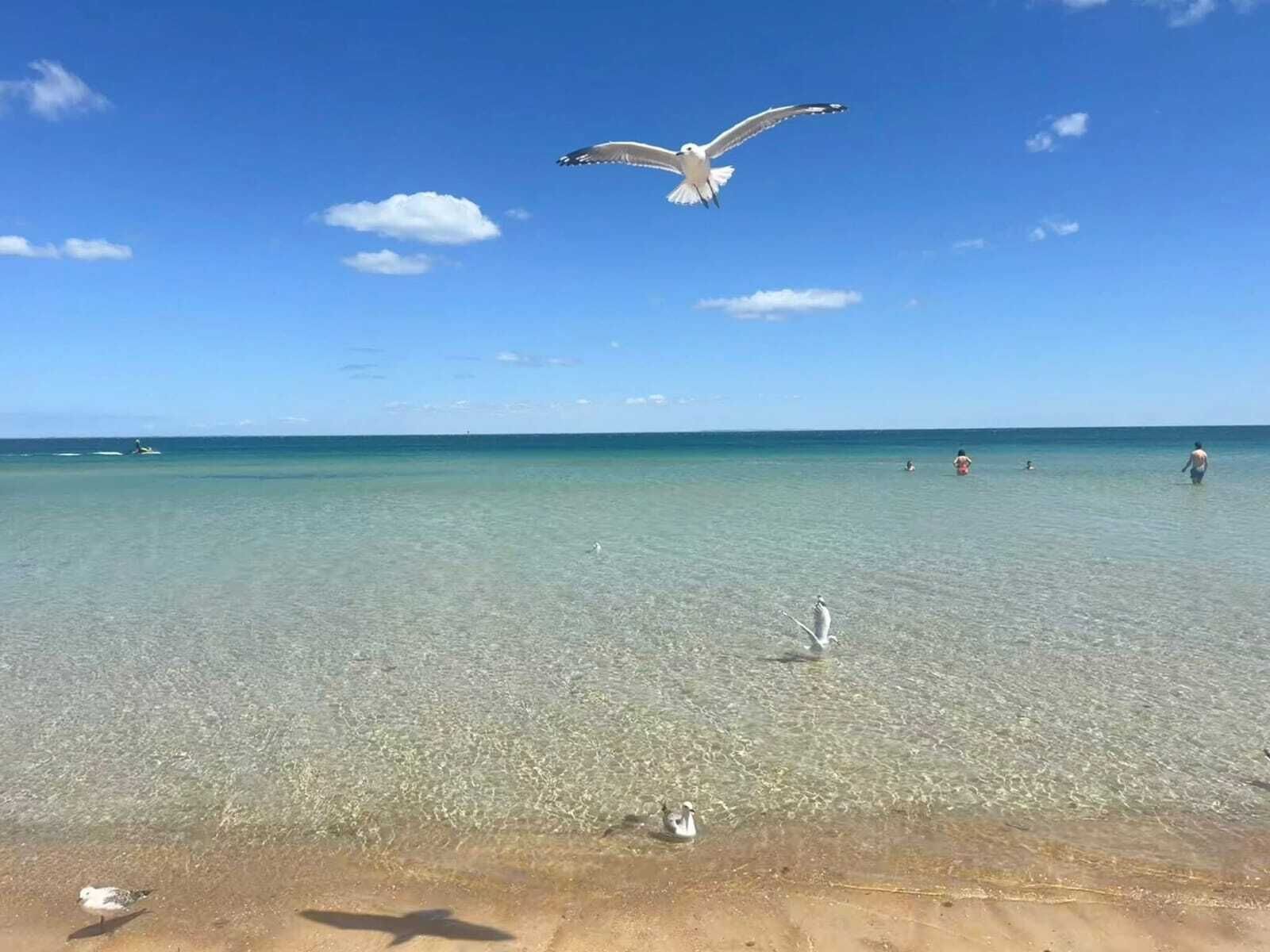 Une plage avec une eau claire et peu profonde, quelques mouettes et un bateau au loin.