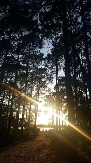 Un bosque con árboles altos y un sendero que lleva hacia el sol.