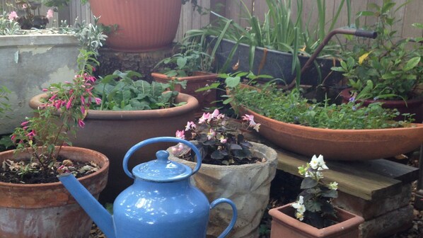 A variety of potted plants in different sizes and shapes, arranged outdoors. - Braeside Studio - Country Garden Accommodation (Millthorpe)