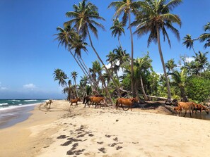 Ubicación a pie de playa, tumbonas y toallas de playa