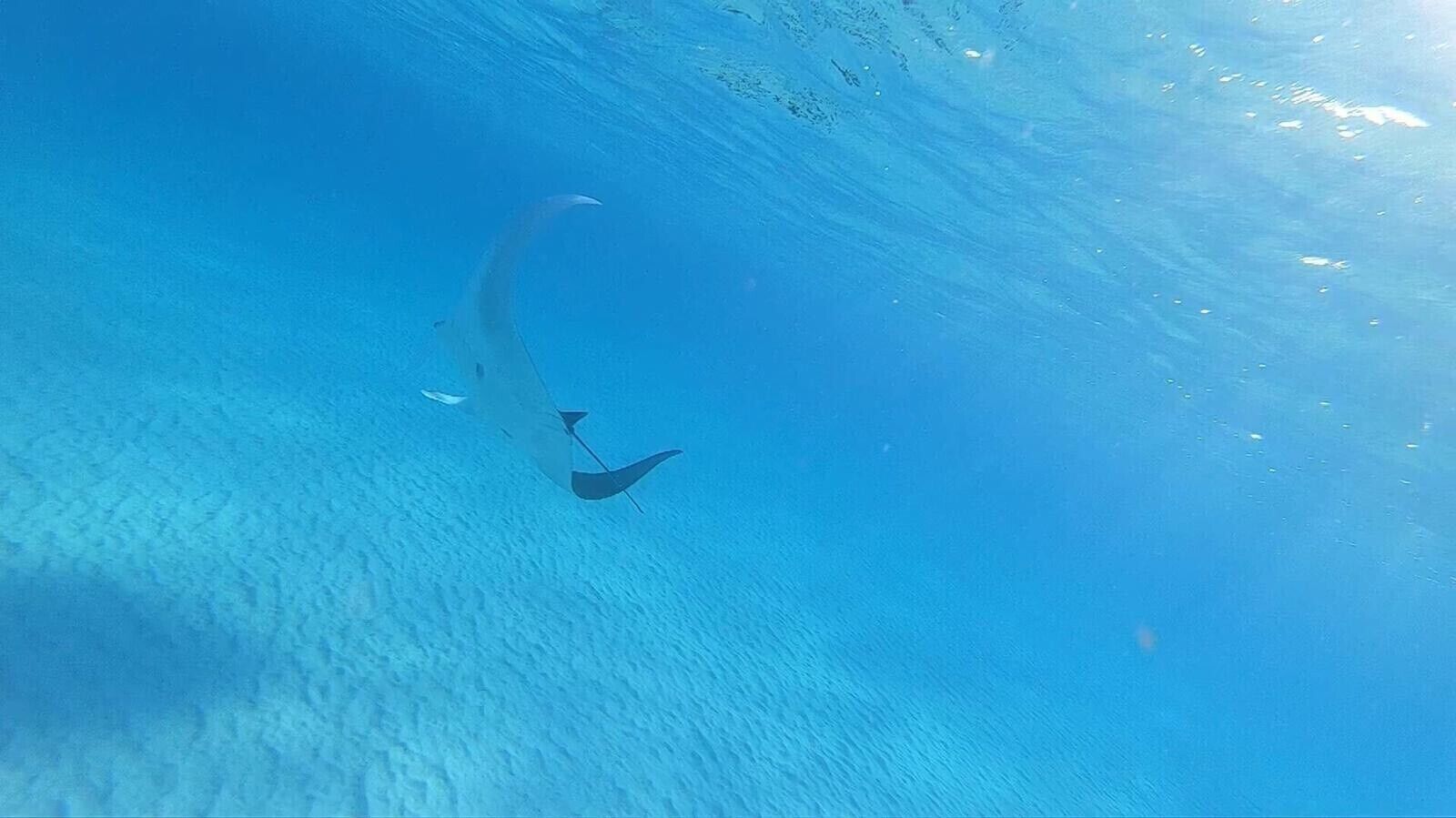 A clear underwater view of a coral reef with a diver swimming.