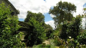 Um jardim com diversas plantas e árvores, uma pérgula de madeira e um caminho.