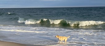 Waterfront, Great South Bay, Dock, Outside Shower, beachfront,