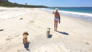 Una playa con una persona y dos perros caminando sobre la arena.