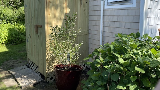 Una rimessa in legno con una pianta in vaso davanti, una finestra sul lato di una casa e un'area giardino con vegetazione verde.