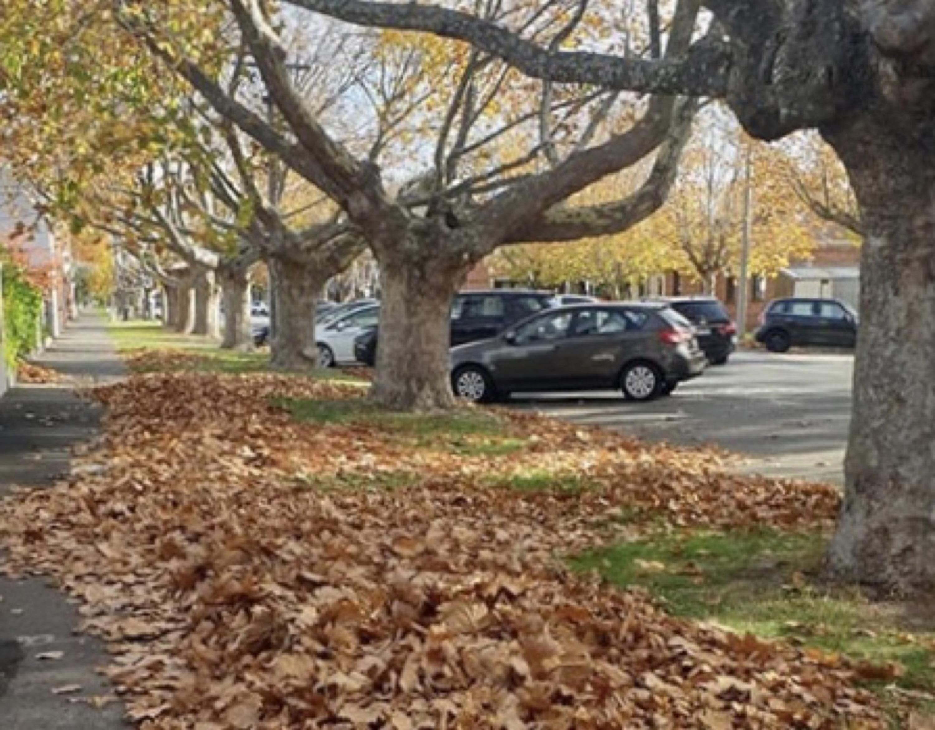 Rua arborizada com carros estacionados.