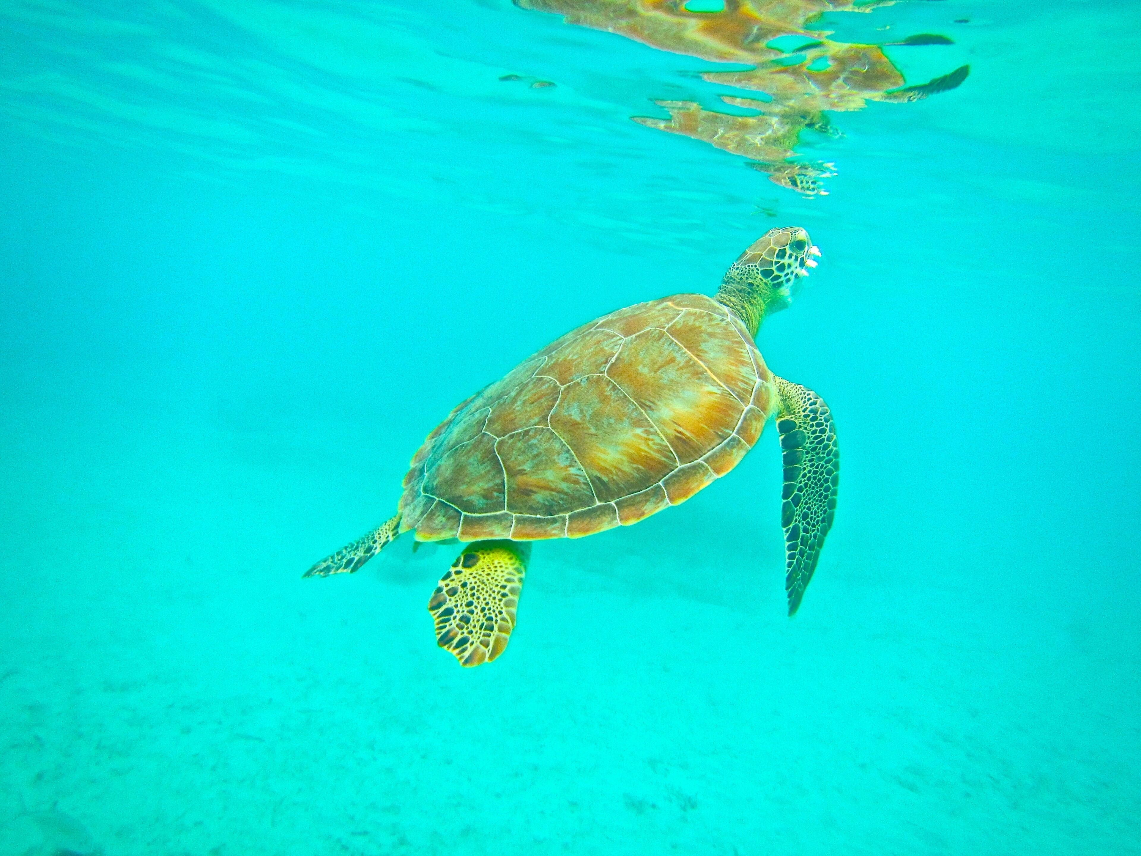 A sea turtle swimming in clear turquoise water.