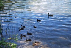 A group of ducks swimming in a calm body of water with reflections of surrounding vegetation.