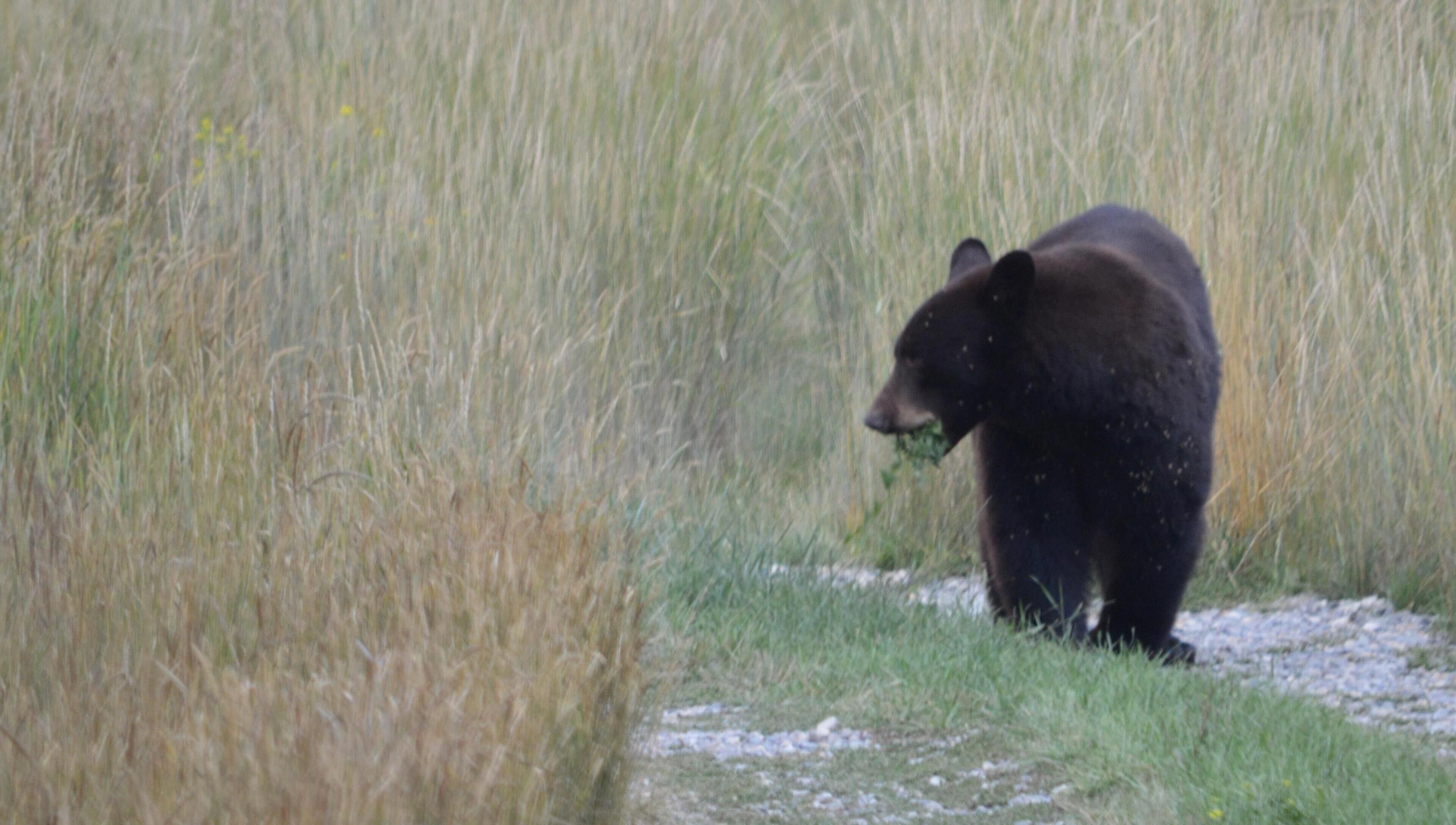 small black bear eating berries on the property