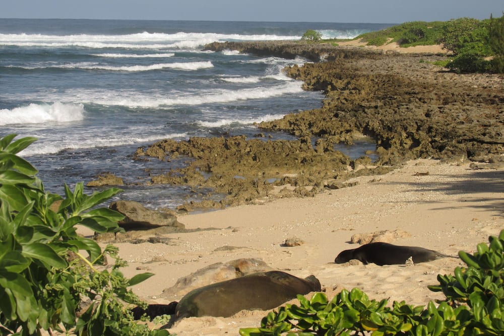 Beach nearby, sun loungers, beach towels