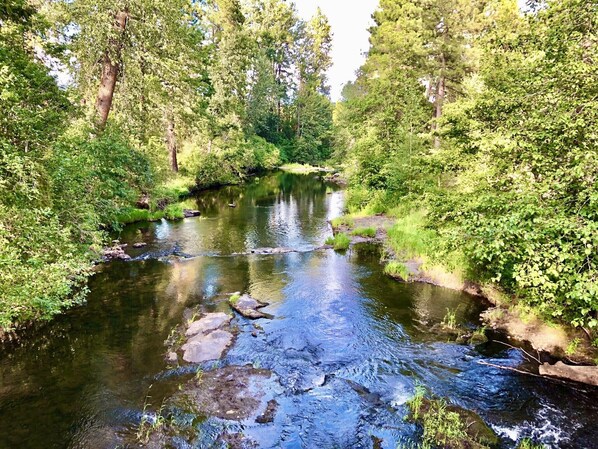 Une rivière qui traverse une zone boisée, bordée de chaque côté d’une végétation luxuriante.