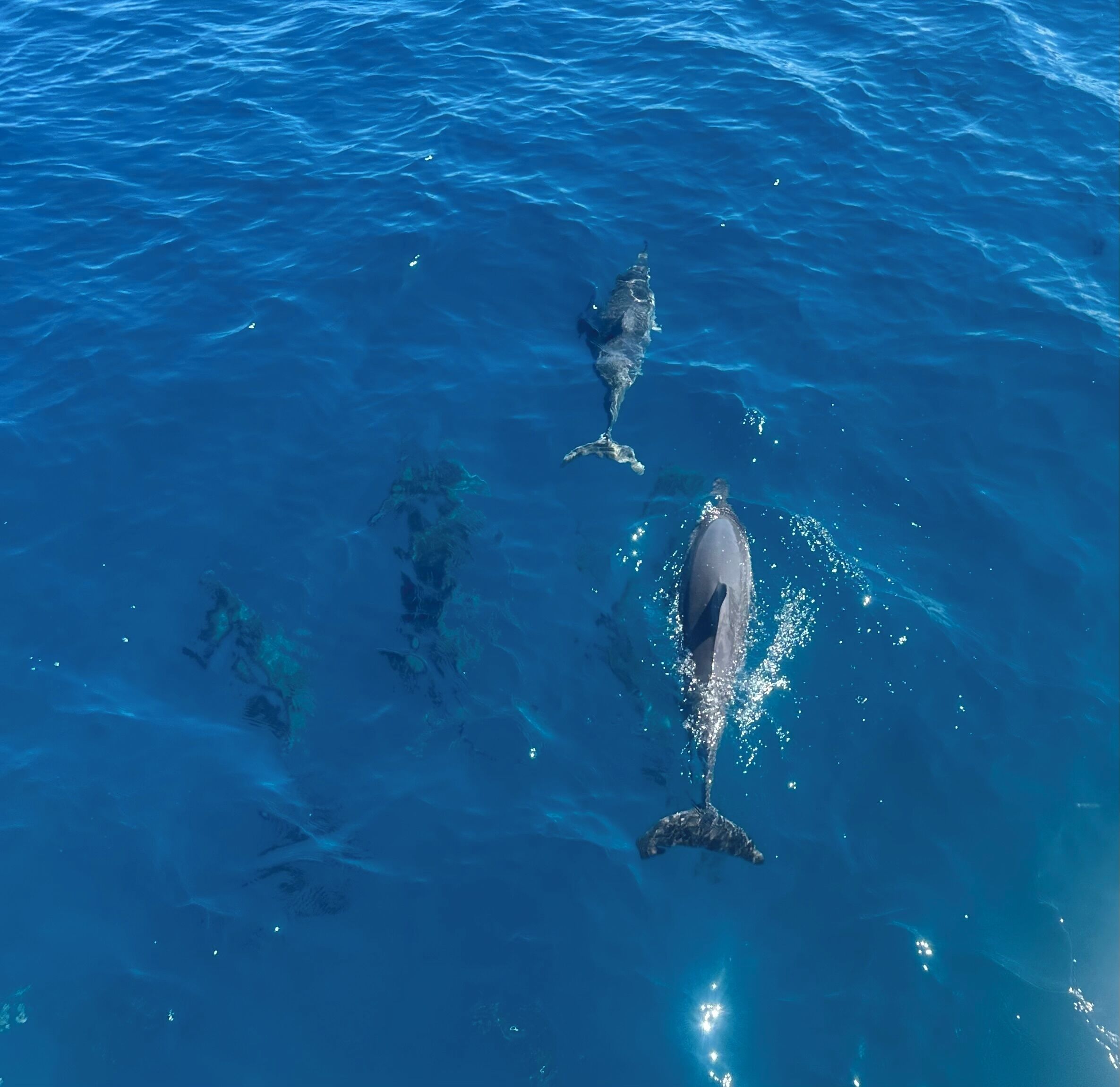 Affordable Luxury in tranquil setting. Walk to beaches, pool, tennis & dining.  - Photo 19