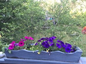 Stunning garden area with vibrant flowers and lush greenery.