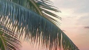 Une plage avec un palmier, un mur et deux chaises longues vides.