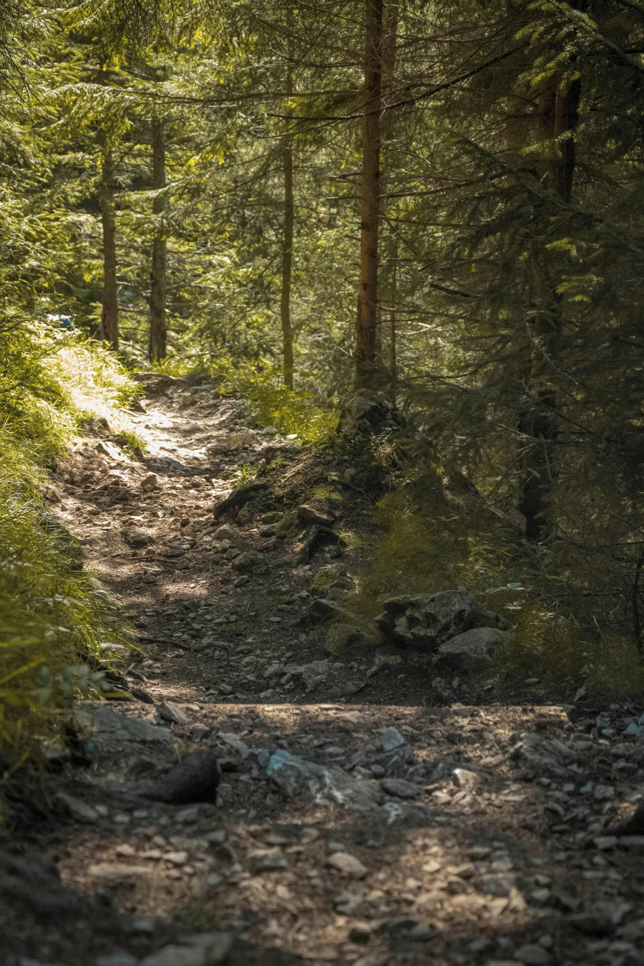 A forest trail with trees and rocks.