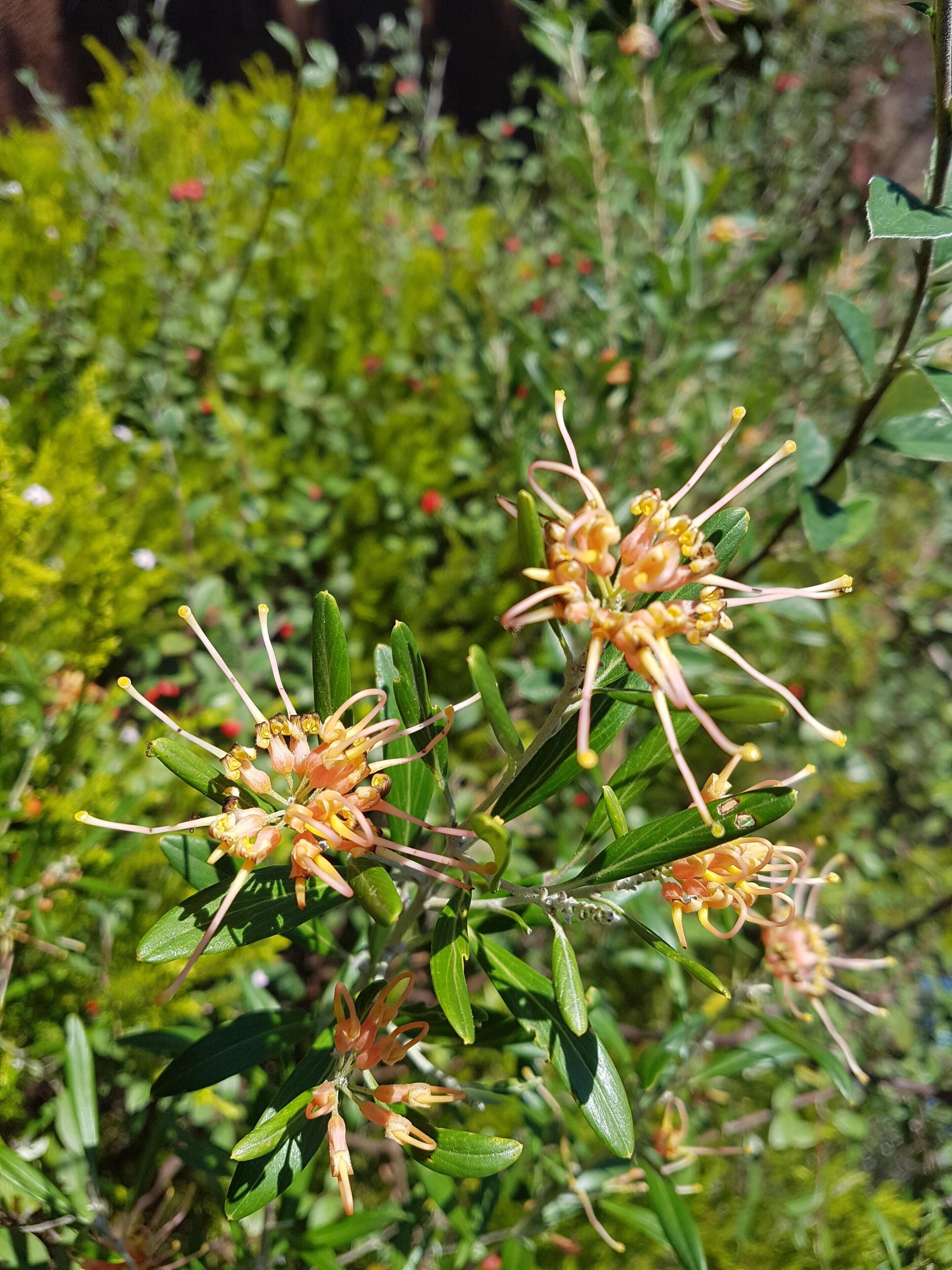 Amble In - Old Dunsborough — image 16
