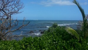 Un paysage côtier avec vue sur l’océan, un arbre sans feuilles et un feuillage vert et dense.