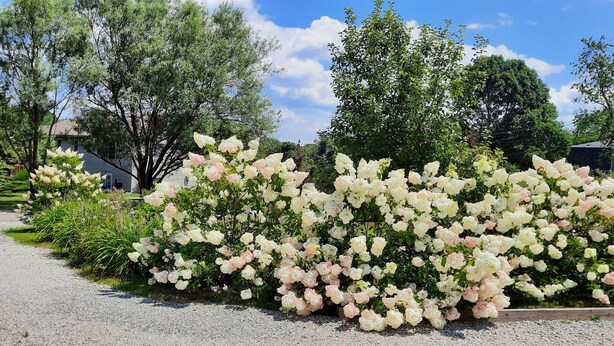 A garden with a variety of flowering plants and trees.