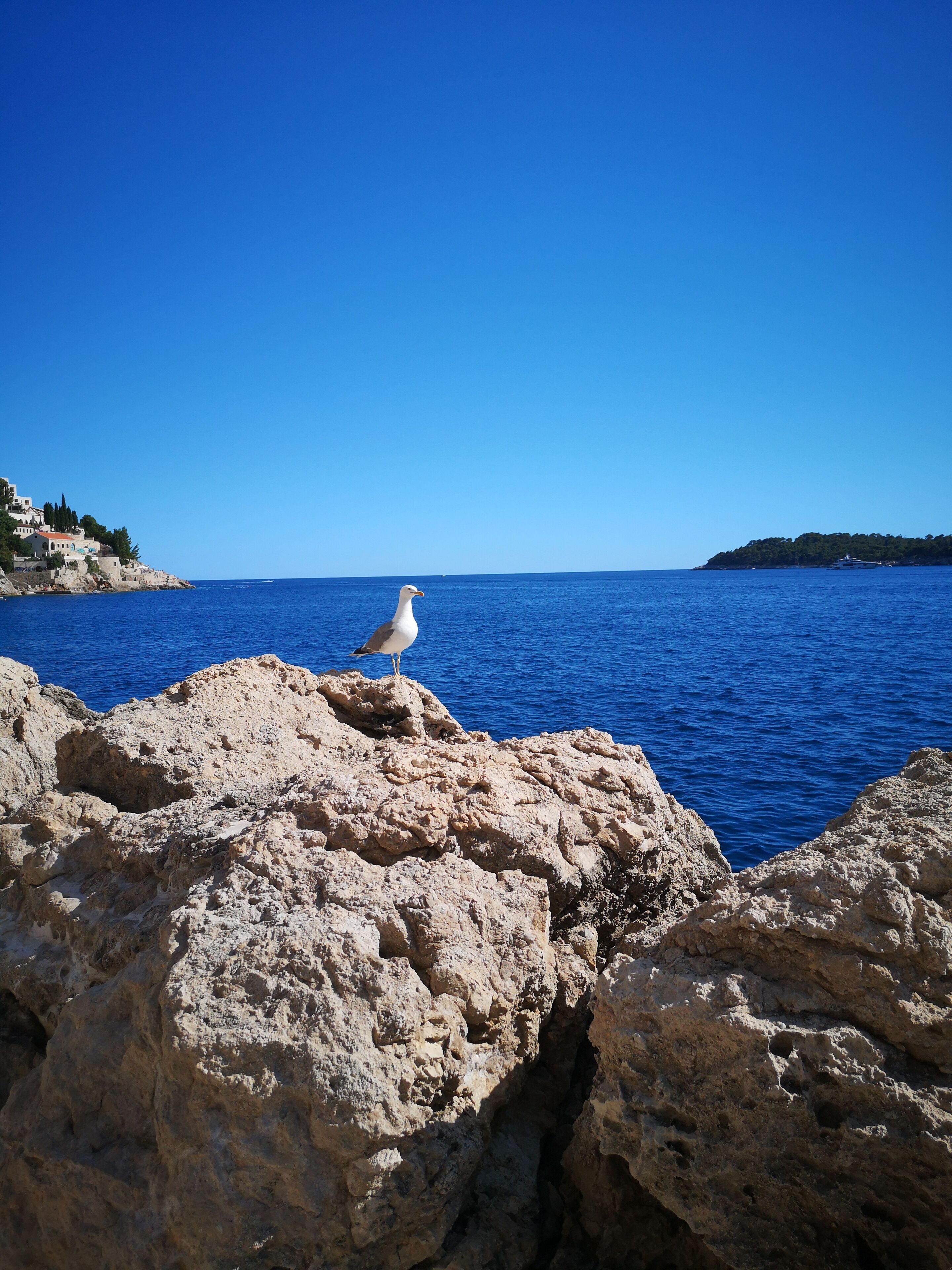 A seagull on rocky terrain with a clear blue sea and distant land in the background.